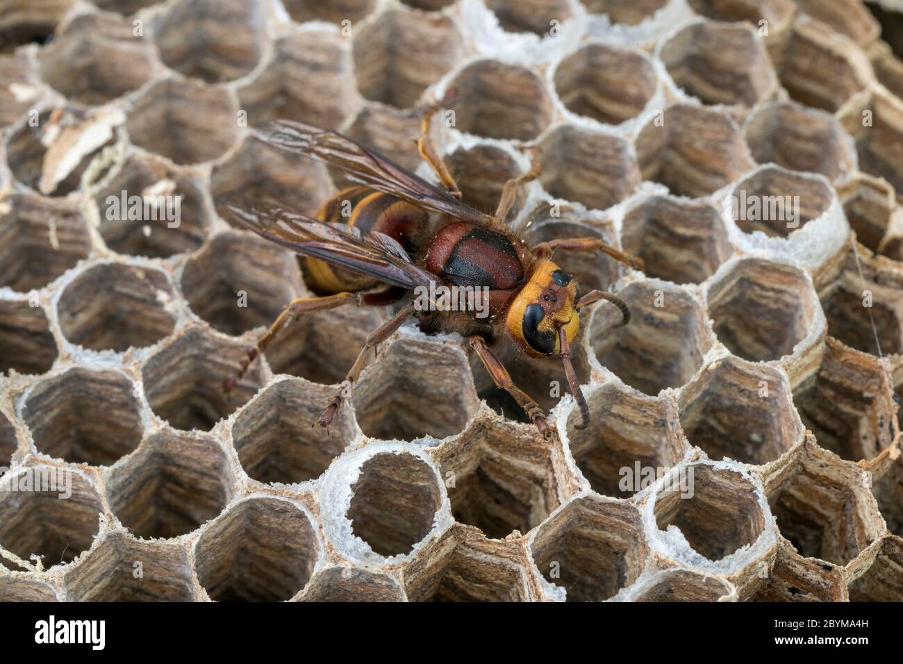 European Hornet; Vespa crabro; On Nest; Großbritannien Stockfoto