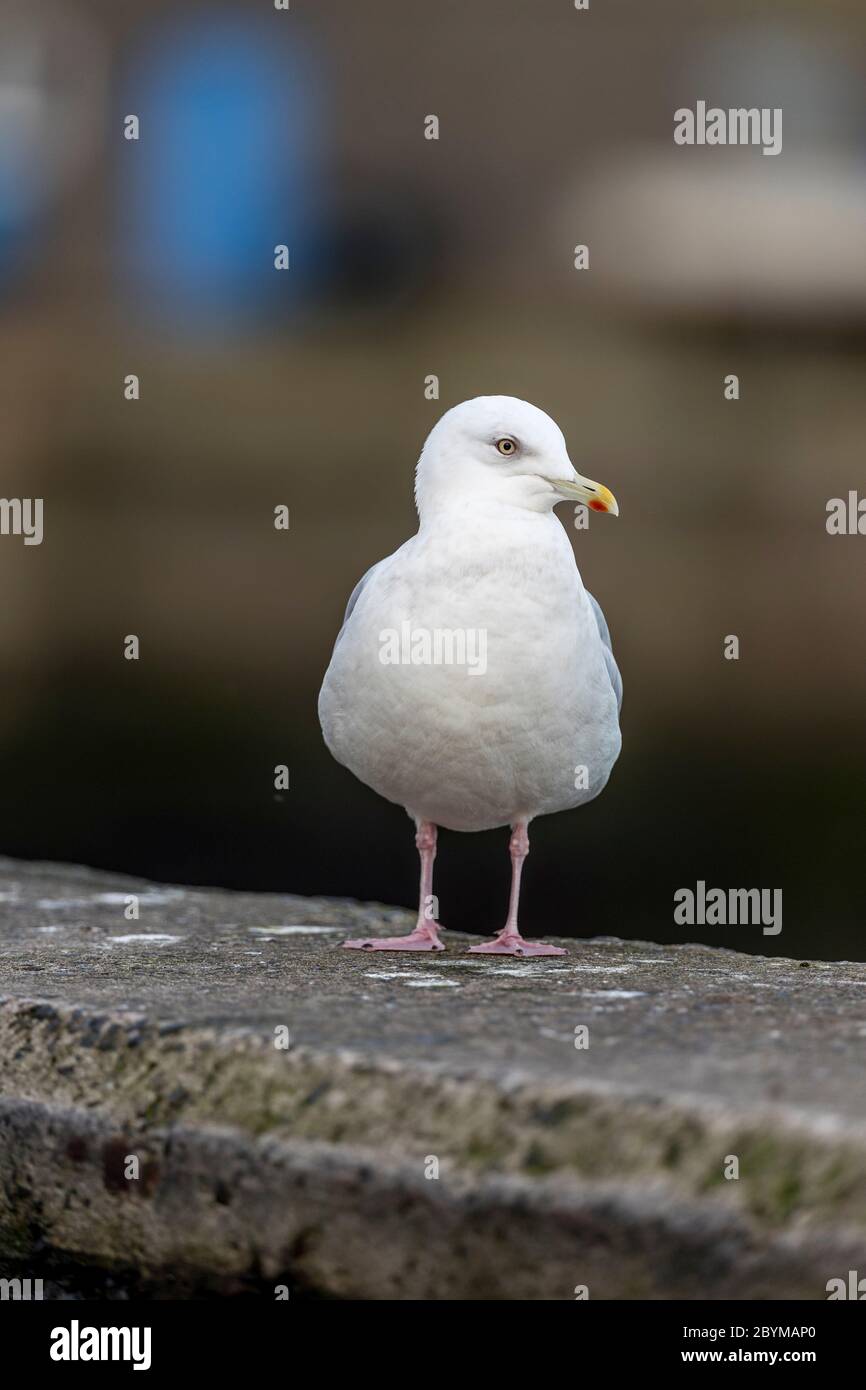 Island Gull, Larus glaucoides; Cornwall, UK Stockfoto