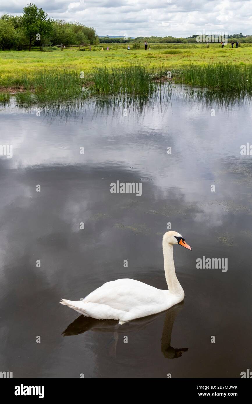 Ein stummer Schwan am Schnepfenpool Anfang Juni am Coombe Hill Canal and Meadows Nature Reserve, Gloucestershire UK Stockfoto