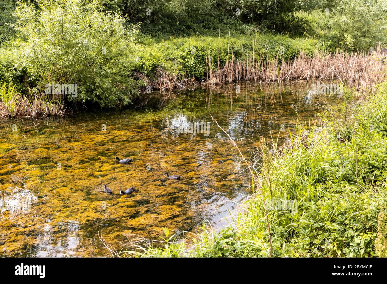 Coot Anfang Juni im Coombe Hill Canal and Meadows Nature Reserve, Gloucestershire UK Stockfoto