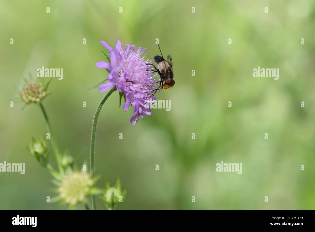 21.07.2017, Obertraun, Oberösterreich, Österreich - die gewöhnliche Waldschwebfliege saugt Nektar aus einer Kleeblüte. 00S170721D017CAROEX.JPG [MODELLFREIGABE: NICHT Stockfoto