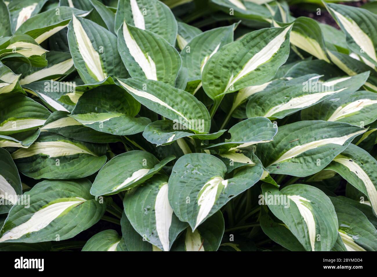 Hosta Risky Business Hostas Stockfoto