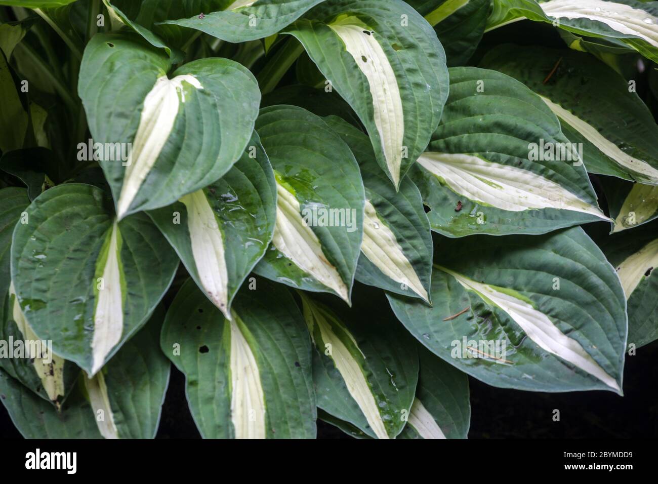 Hosta Riskante Geschäfte Stockfoto