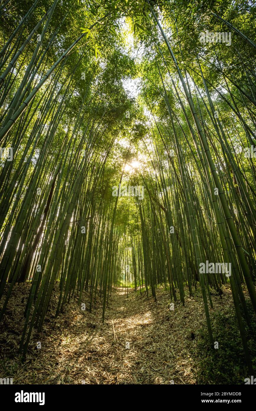 Bambus grünen Wald in Coimbra, Portugal Stockfoto
