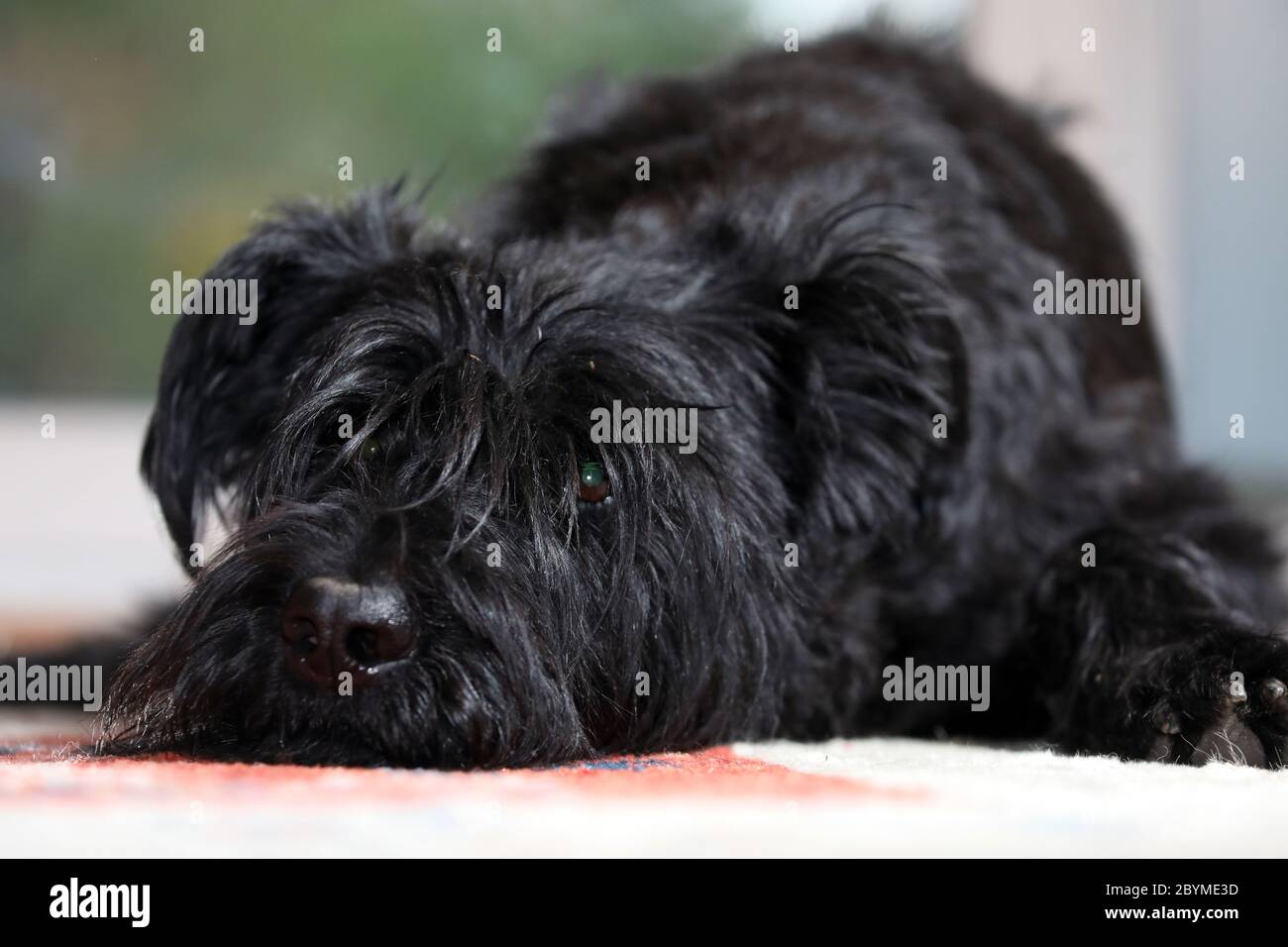 05.04.2019, Berlin, Deutschland - Riesenschnauzer liegt gelangweilt auf dem Boden. 00S190405D256CAROEX.JPG [MODELLFREIGABE: NICHT ZUTREFFEND, EIGENTUMSFREIGABE: NEIN Stockfoto