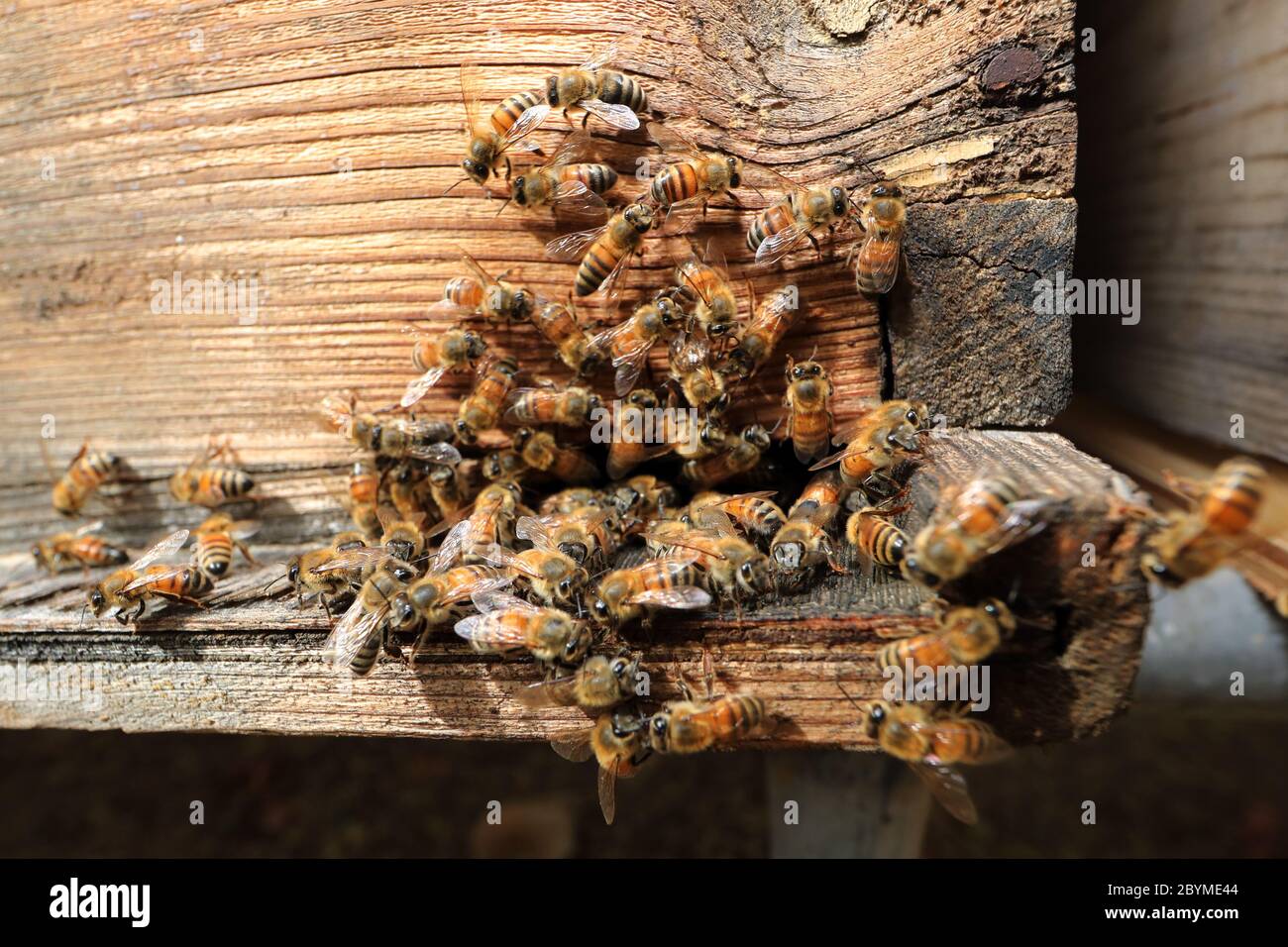 26.03.2019, Dubai, , Vereinigte Arabische Emirate - Bienen am Eingang ihres Bienenstocks. 00S190326D191CAROEX.JPG [MODELLFREIGABE: NICHT ZUTREFFEND, EIGENSCHAFT RELEA Stockfoto