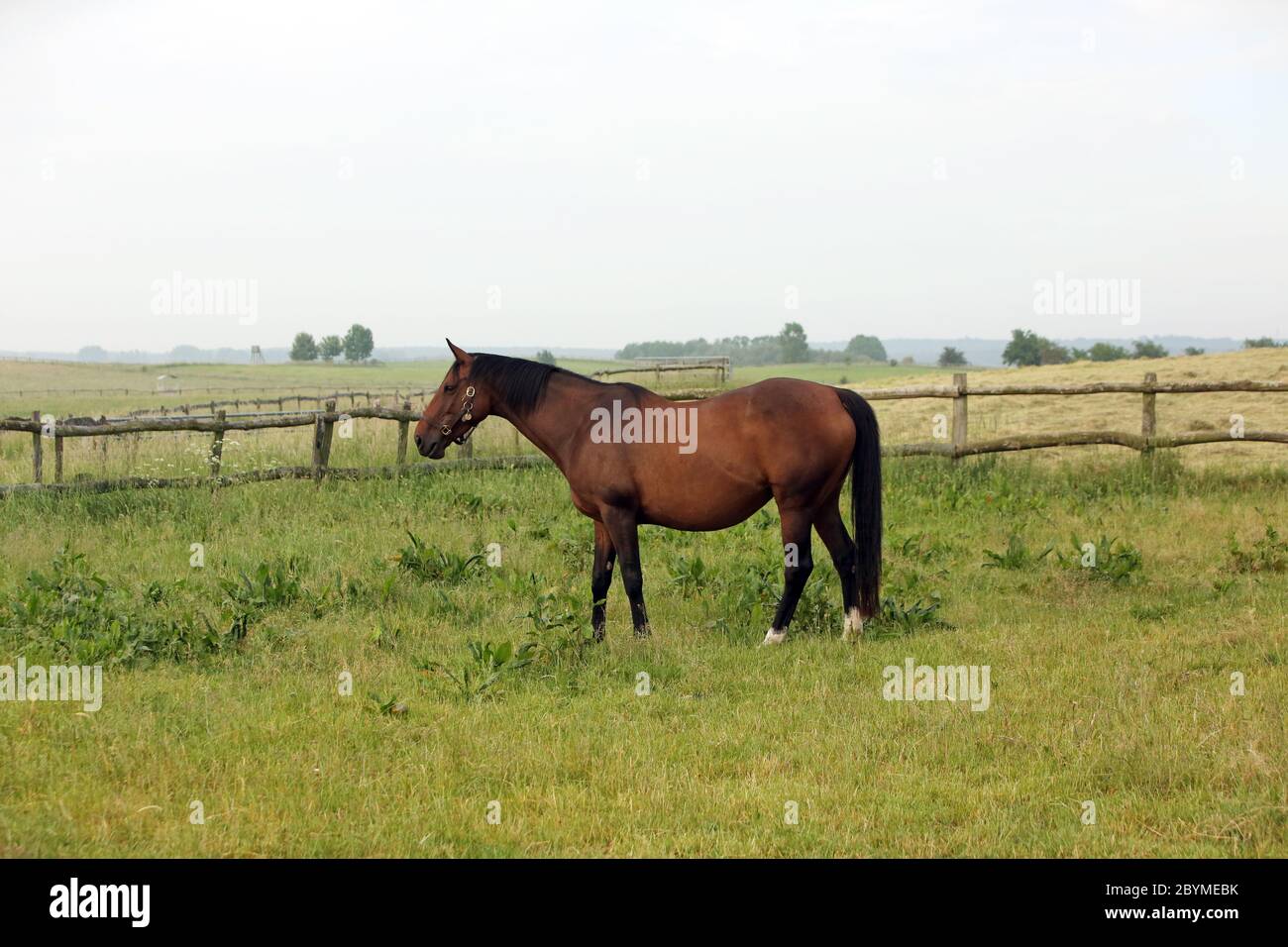 02.06.2019, Goerlsdorf, Brandenburg - Pferd steht allein auf einer fetten Weide. 00S190602D380CAROEX.JPG [MODELLFREIGABE: NICHT ZUTREFFEND, EIGENSCHAFT R Stockfoto