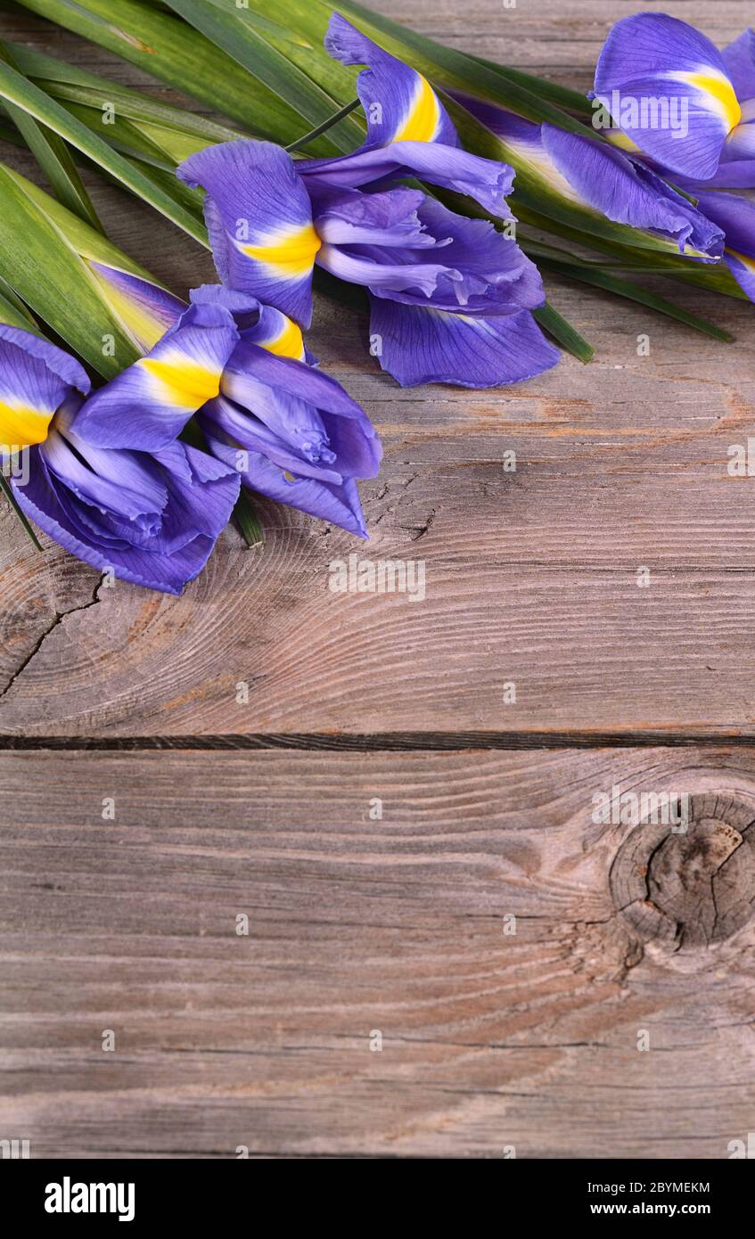 Blaue Iris auf Holzbrettern Stockfoto