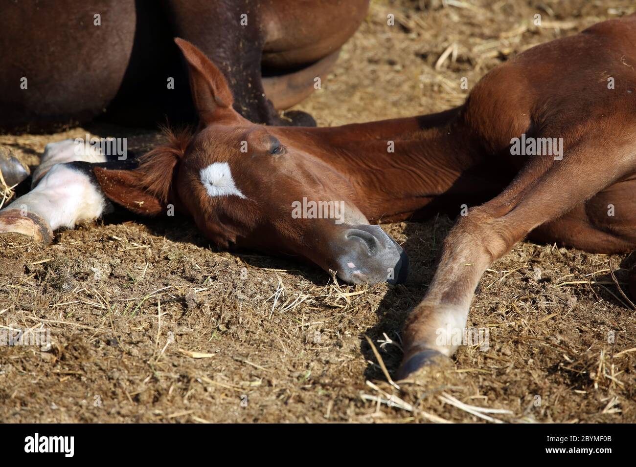 23.08.2019, Ingelheim, Rheinland-Pfalz - Fohlen liegt im tiefen Schlaf auf dem Fahrerlager. 00S190823D239CAROEX.JPG [MODELLFREIGABE: NICHT APPLI Stockfoto