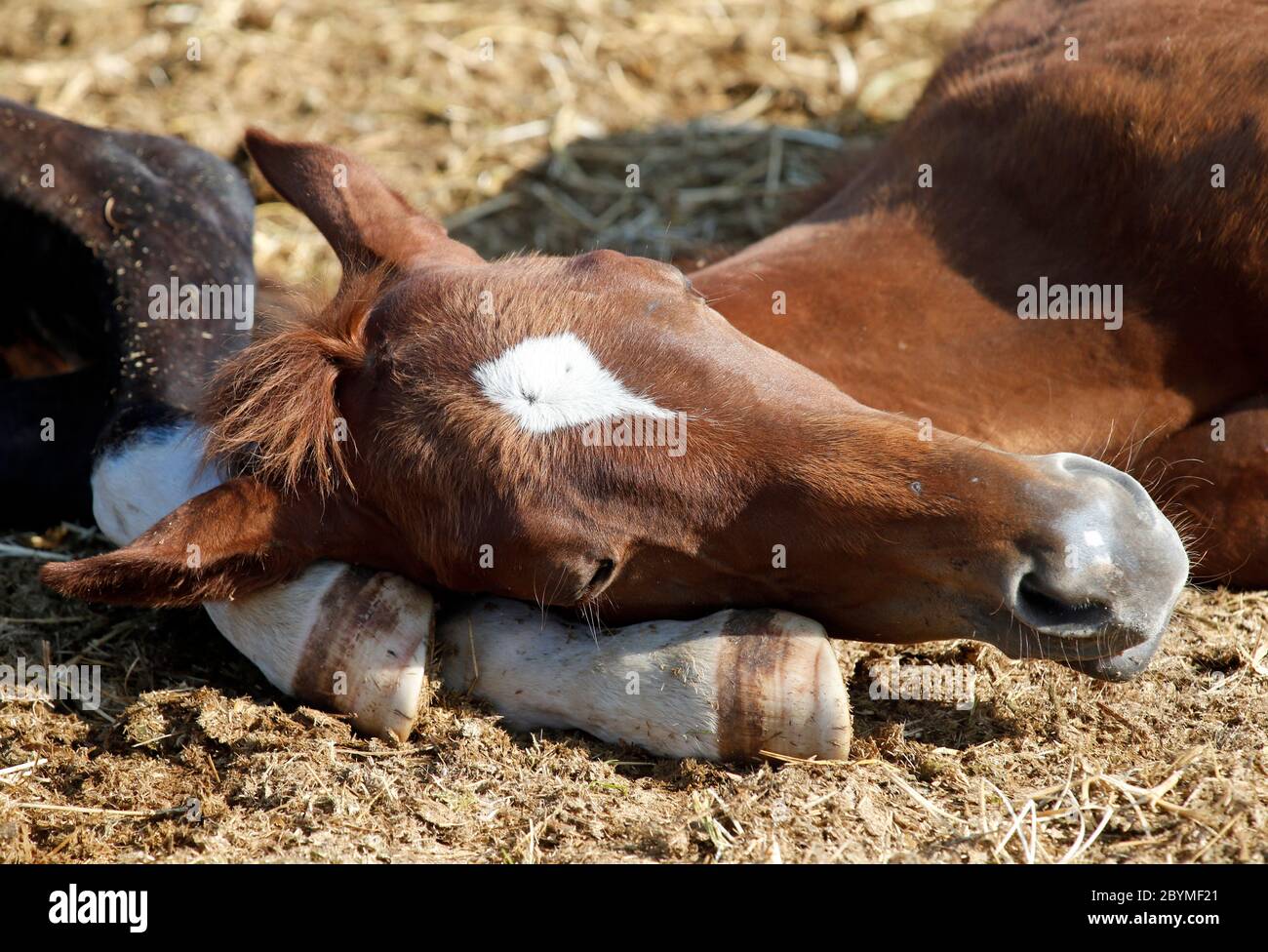 23.08.2019, Ingelheim, Rheinland-Pfalz - Fohlen liegen im Fahrerlager auf den Hinterbeinen eines eines Konspecifischen im tiefen Schlaf. 00S190823D249CA Stockfoto