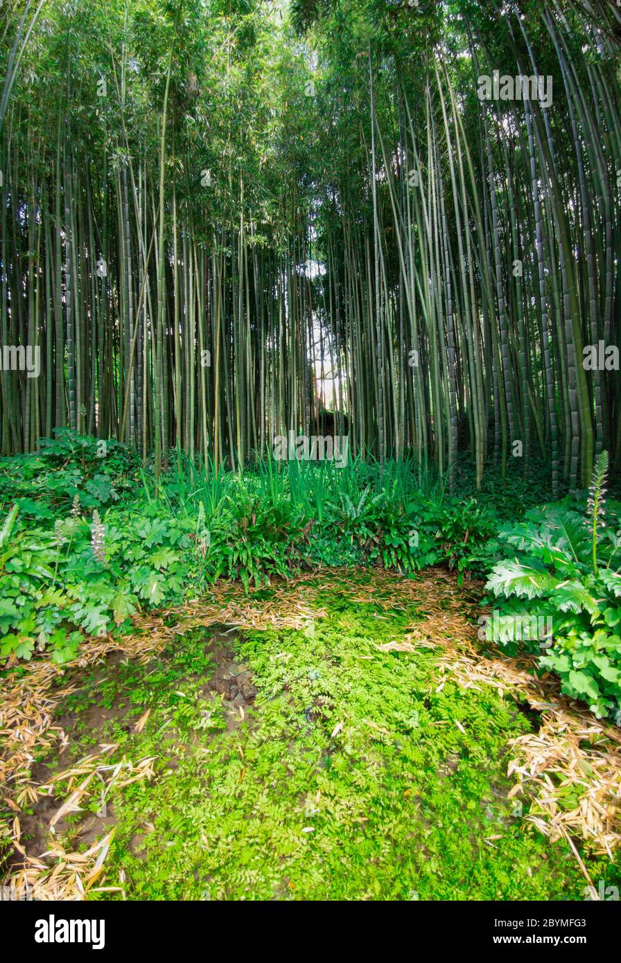 Garten von Ninfa (Italien) - EIN Naturdenkmal mit mittelalterlichen Ruinen in Stein, Blumen Park und ein ehrfürchtiges Wildbach mit wenig Herbst. Provinz Latina. Stockfoto