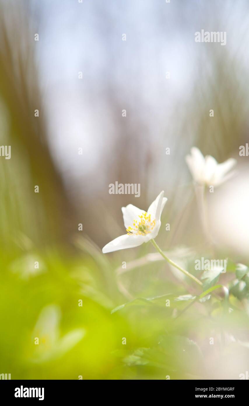 schneeglöckchen-Anemone blüht im sonnigen Wald Stockfoto