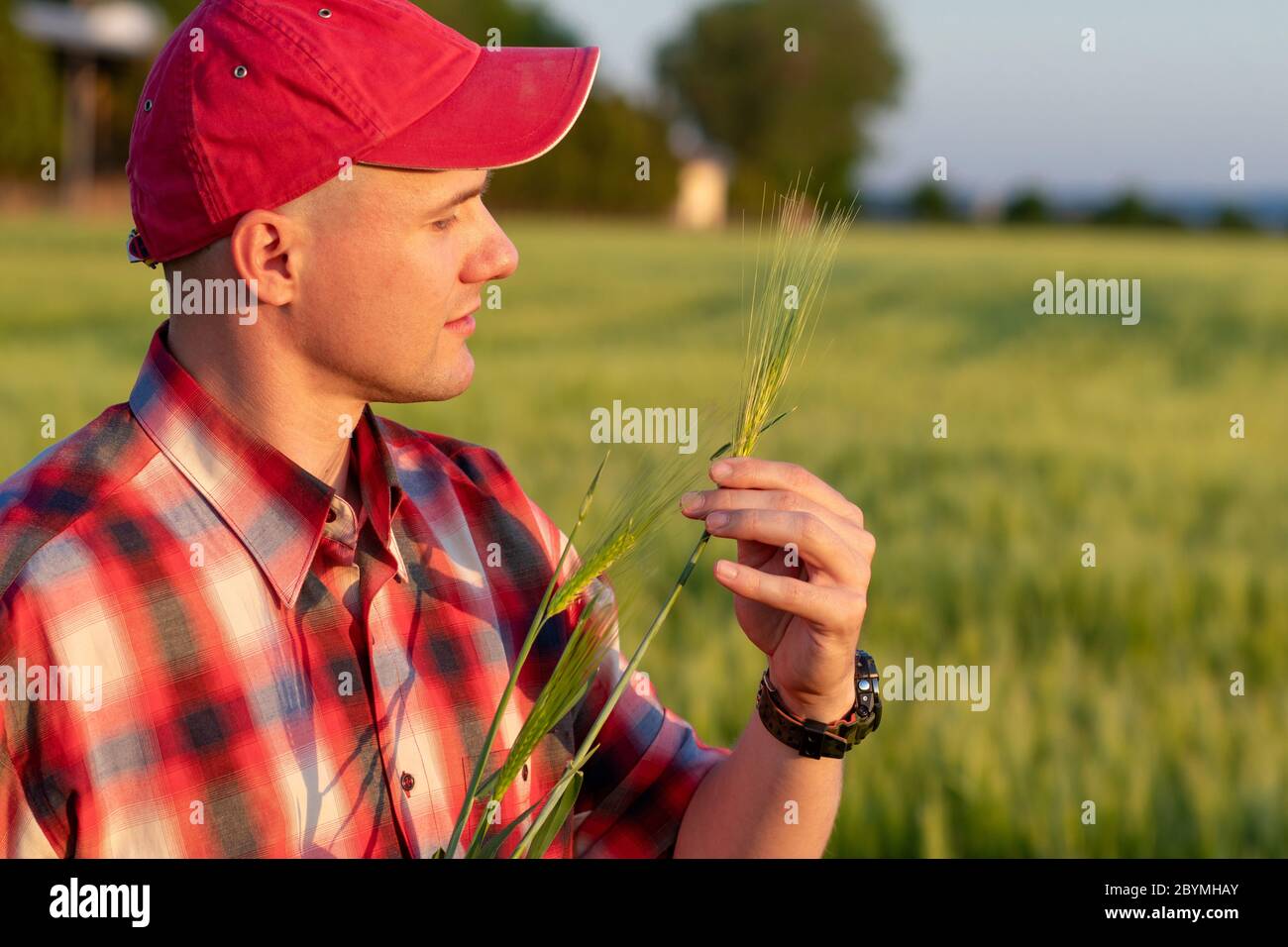 Landwirt oder Agronom, der im Weizenfeld steht und die Ertragsqualität untersucht. Schauen und prüfen Sie die Weizenkörner. Stockfoto