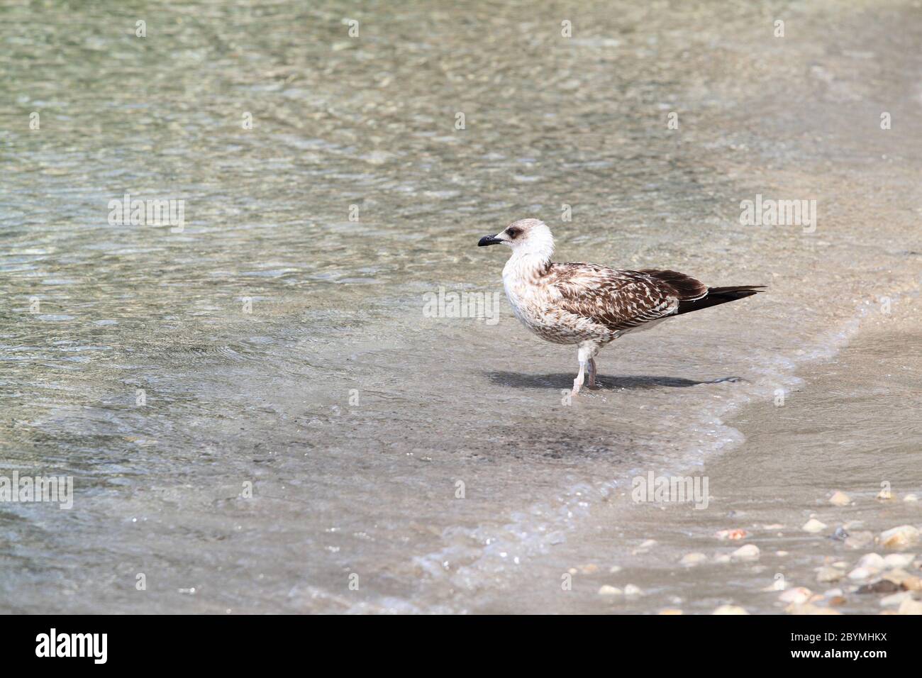 Möwe Stockfoto