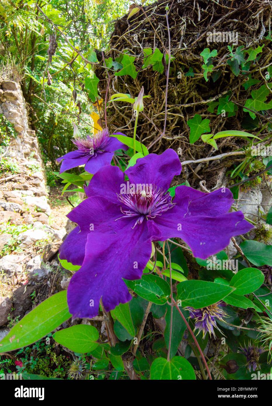 Garten von Ninfa (Italien) - EIN Naturdenkmal mit mittelalterlichen Ruinen in Stein, Blumen Park und ein ehrfürchtiges Wildbach mit wenig Herbst. Provinz Latina. Stockfoto