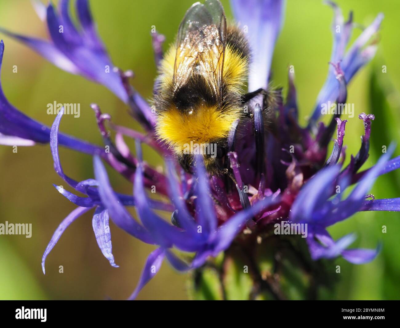 Frühe Bumblebee , Bombus pratorum, Fütterung auf mehrjährige Kornblume, Centaurea montana. Stockfoto