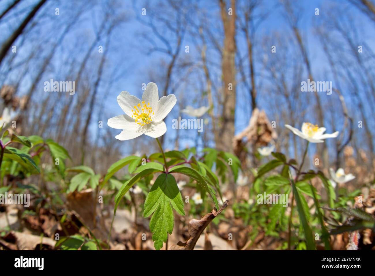 Blühende Schneeglöllenanemone im Wald Stockfoto