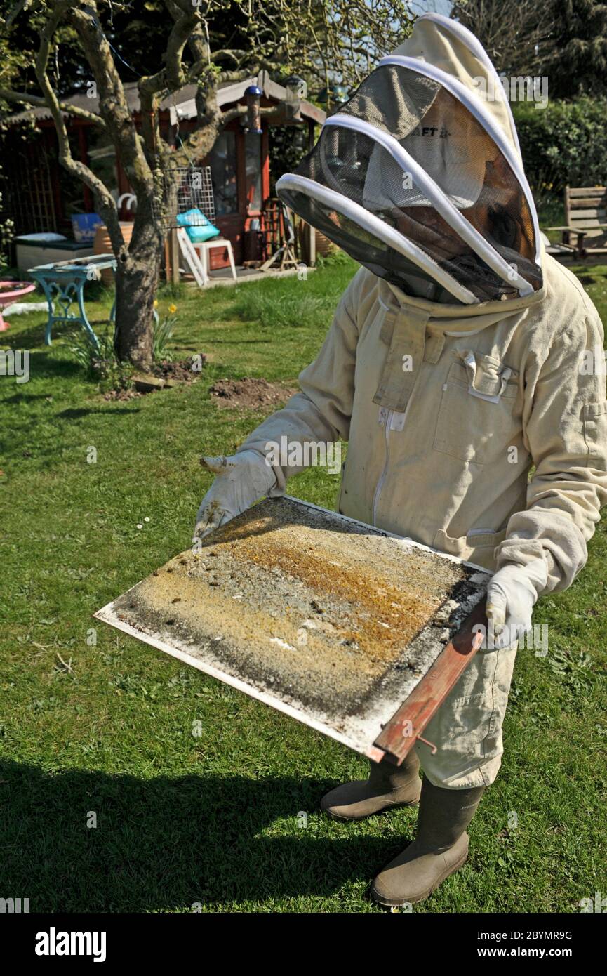 Geeignet bis Bienenhalter Zählen varoa Tropfen auf nationalen Hintern abnehmbaren Boden Stockfoto