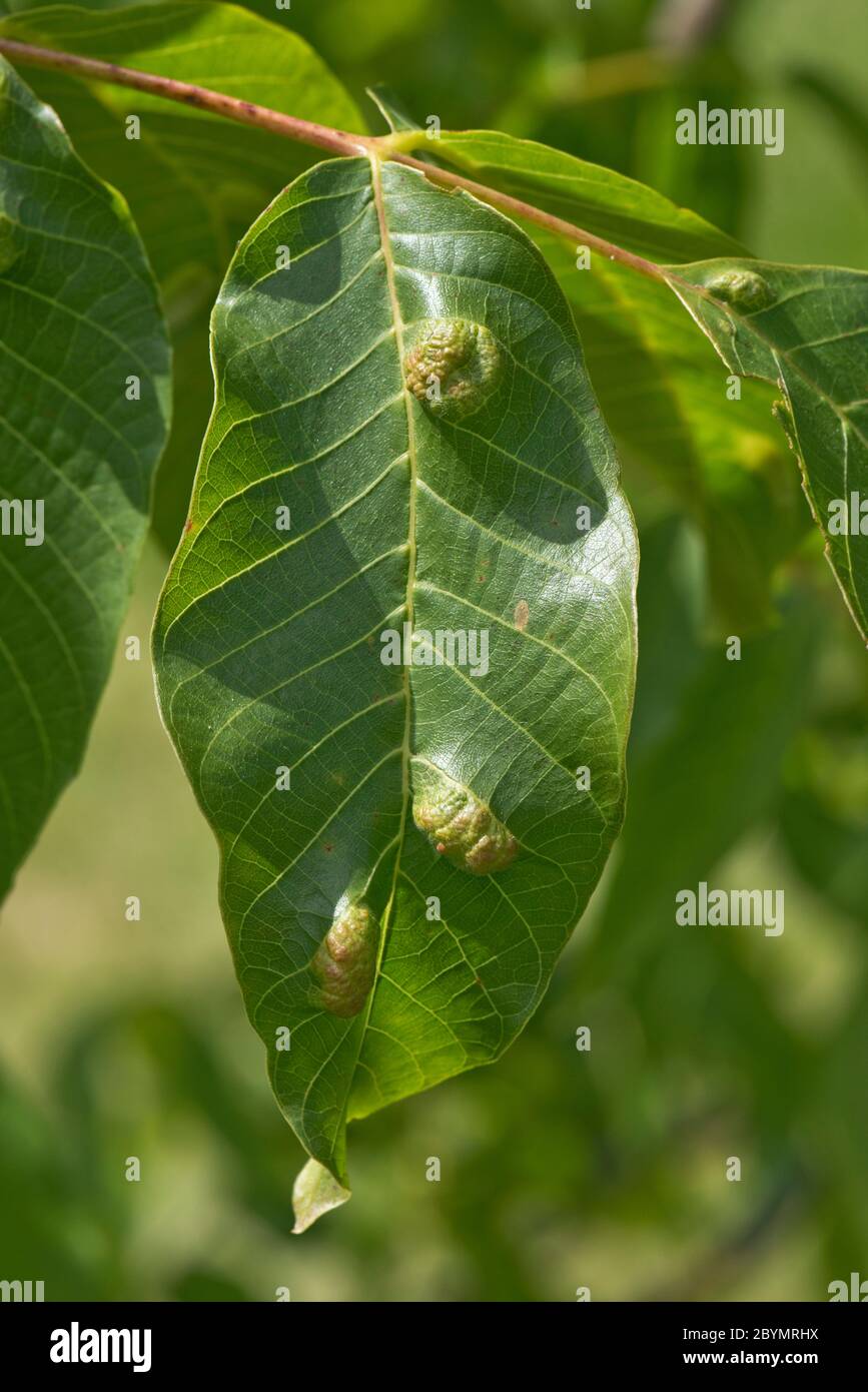 Walnussblatt-Gallenmilbe (Aceria erinea) Blasen auf der Oberseite eines Walnussbaumes (Juglans regia) Blatt, Berkshire, Juni Stockfoto