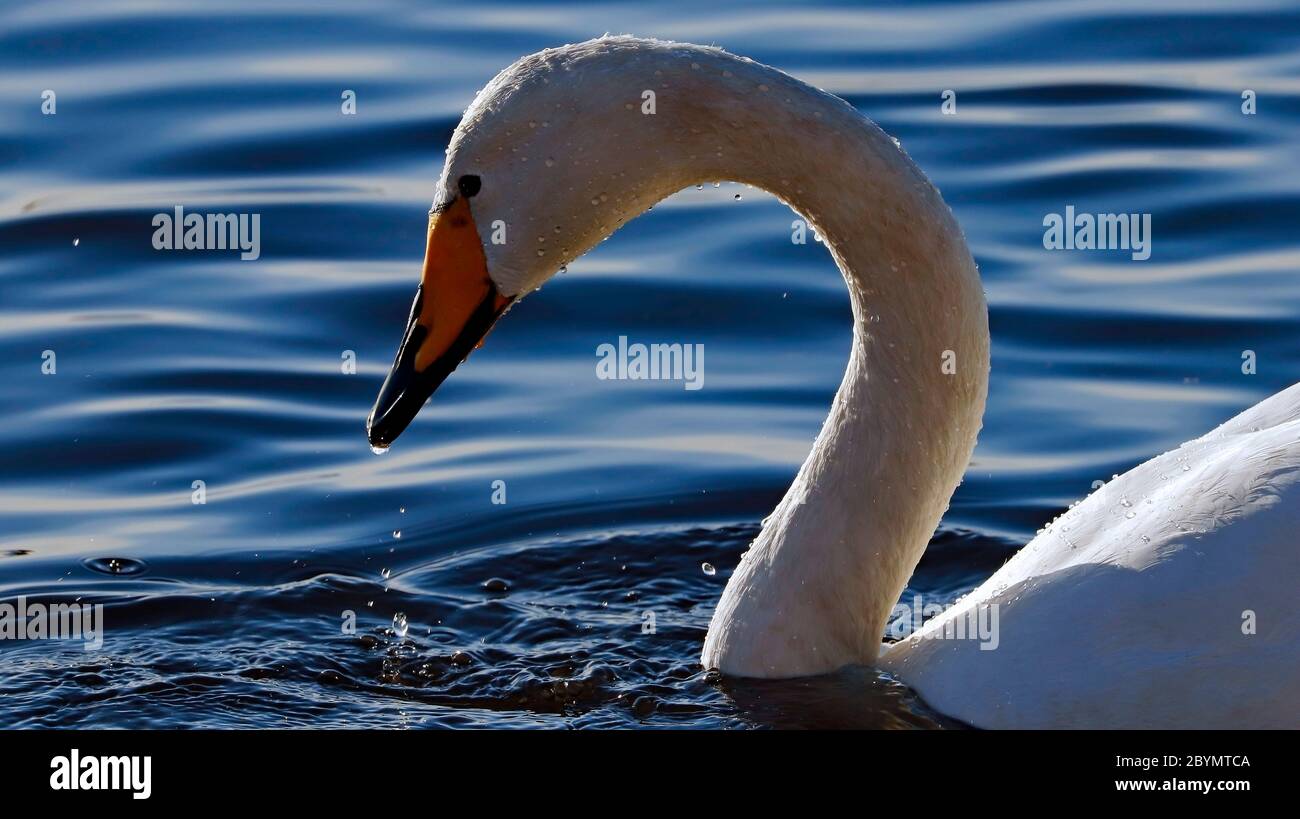 Schwan bei Martin Mere Wildfowl and Wetlands Trust. 2019. Stockfoto