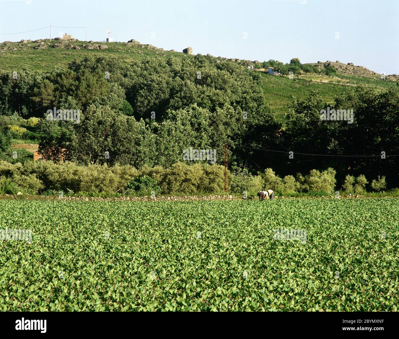 Tabakplantage am Rande des Dorfes Jarandilla de la Vera. Extremadura, Provinz Caceres, Spanien. Stockfoto