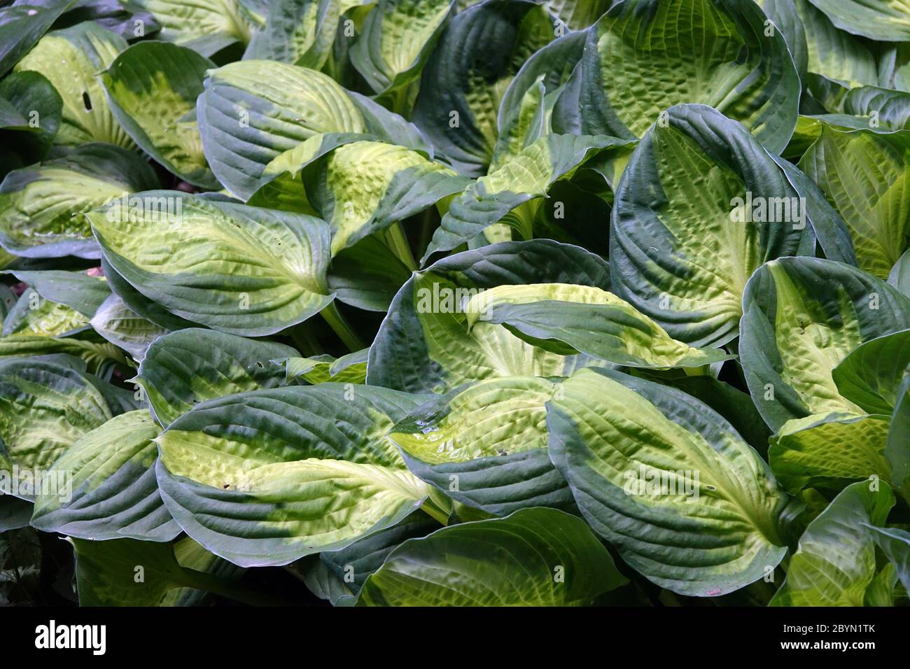 Hesta „Captain Kirk“-Laub Stockfoto