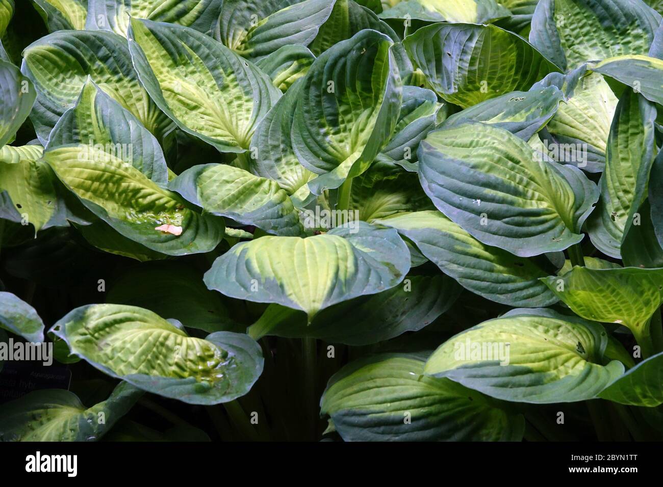 Hosta „Captain Kirk“ Stockfoto