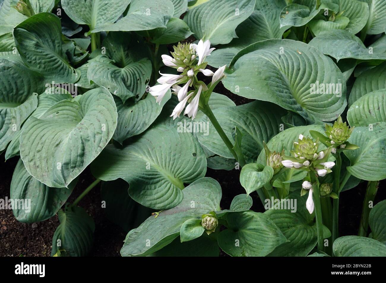 Hosta 'Mississippi Delta' blüht Wegerich Lilie mit großen Blättern im Garten Stockfoto
