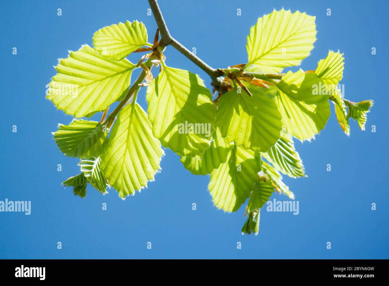 Weißer Erlenbaum (Alnus incana) Zweig mit jungen grünen Frühlingsblättern isoliert auf blauem Hintergrund Stockfoto