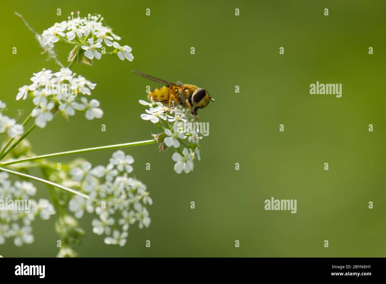 Hoverfly (Eupeodes corollae) auf Pflanzen in wilder Natur mit verschwommenem grünem Hintergrund Stockfoto