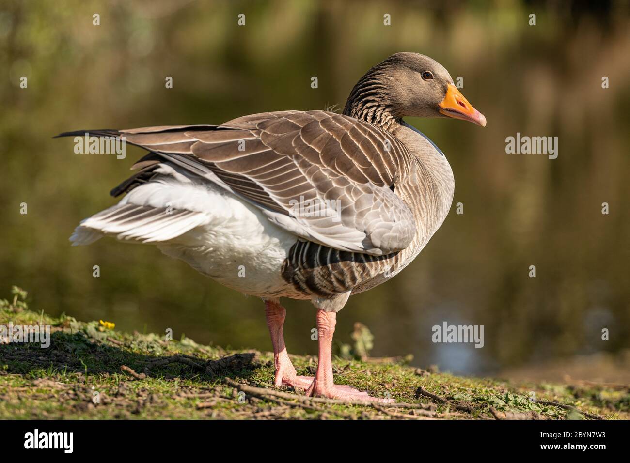 Graylag Goosse am See Stockfoto