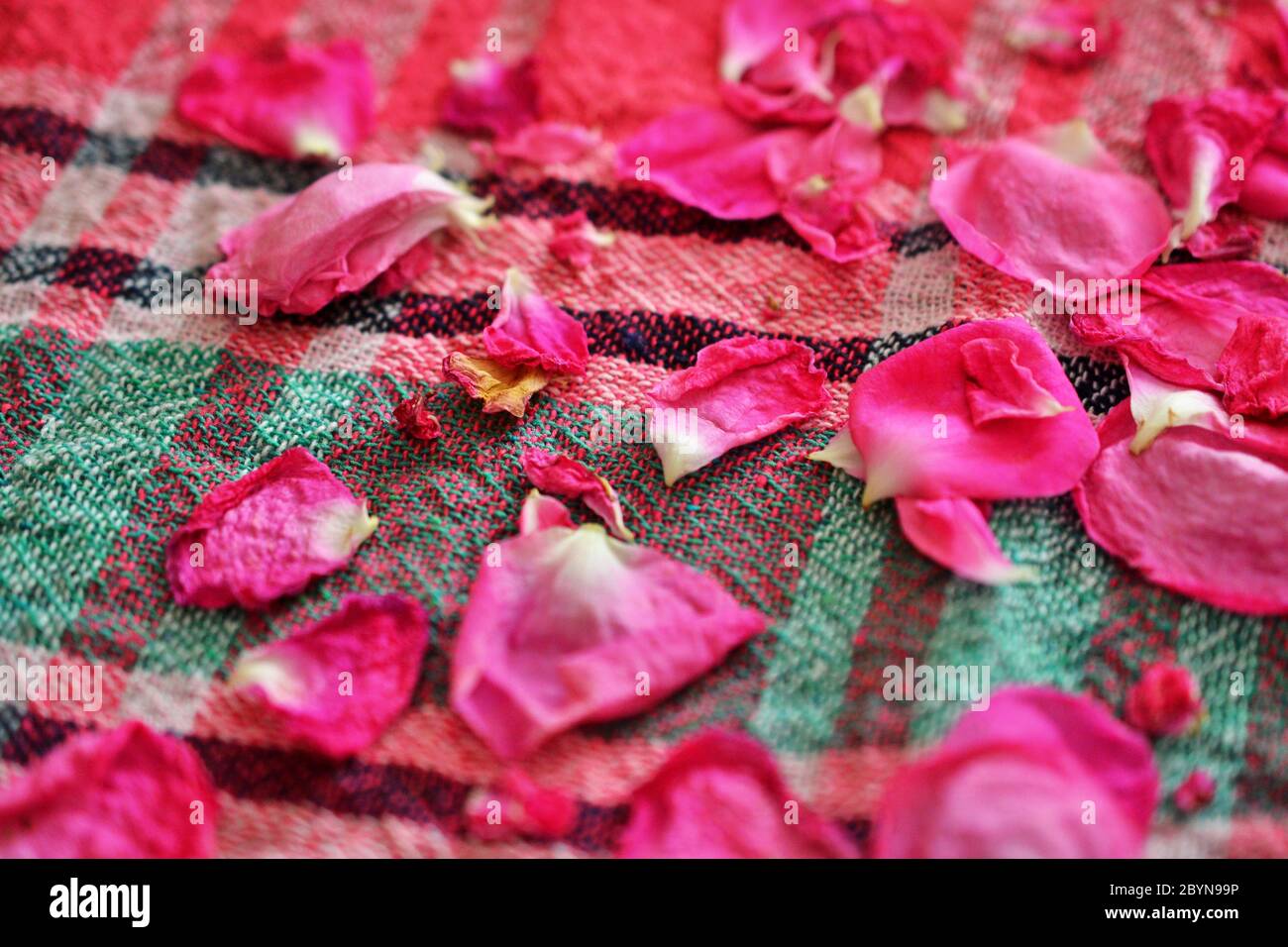 Rosenblätter trocknen auf einem Tischtuch Stockfotografie - Alamy