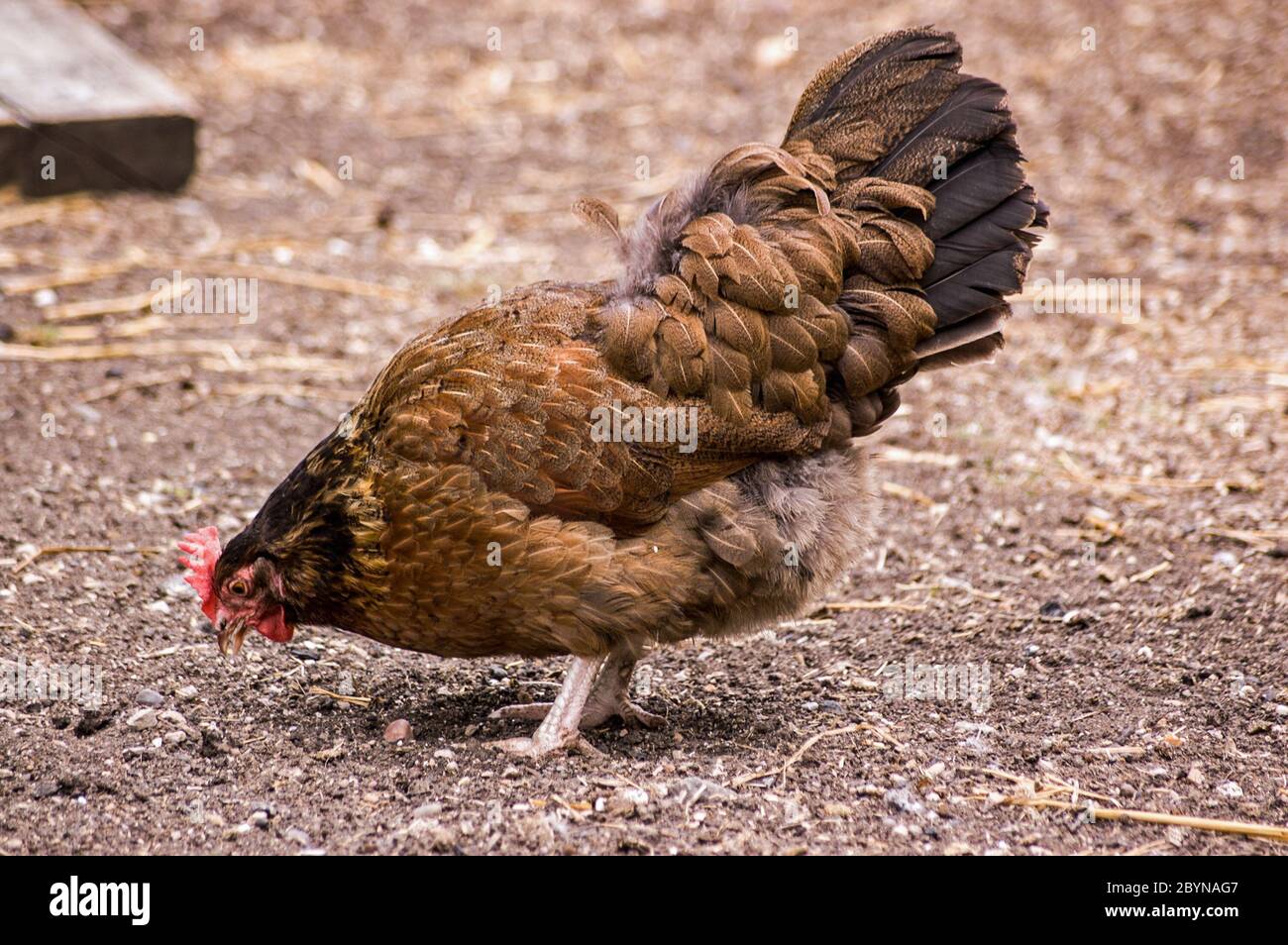 Ein braunes Henne, das in einem Hof Getreide spickt. Stockfoto
