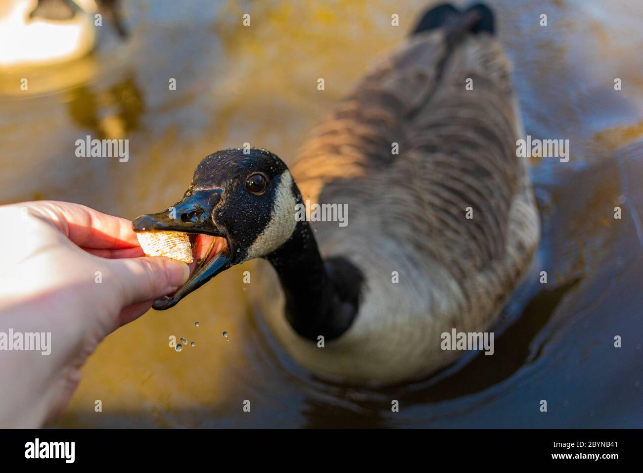 Hand füttern eine Canada Goose Stockfoto