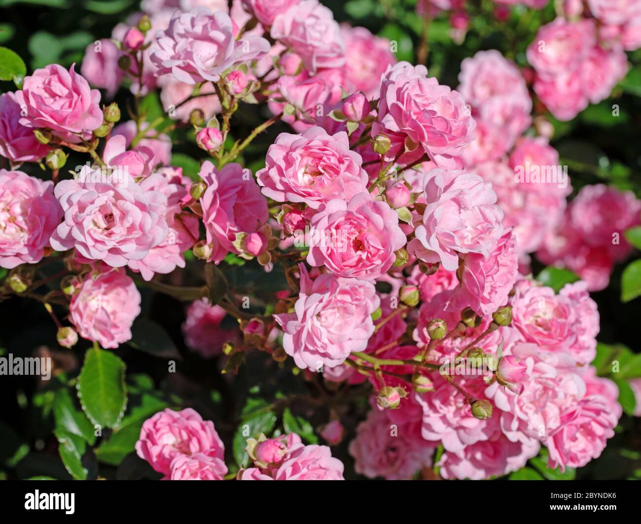 Blühende Edelrosen im Garten Stockfoto