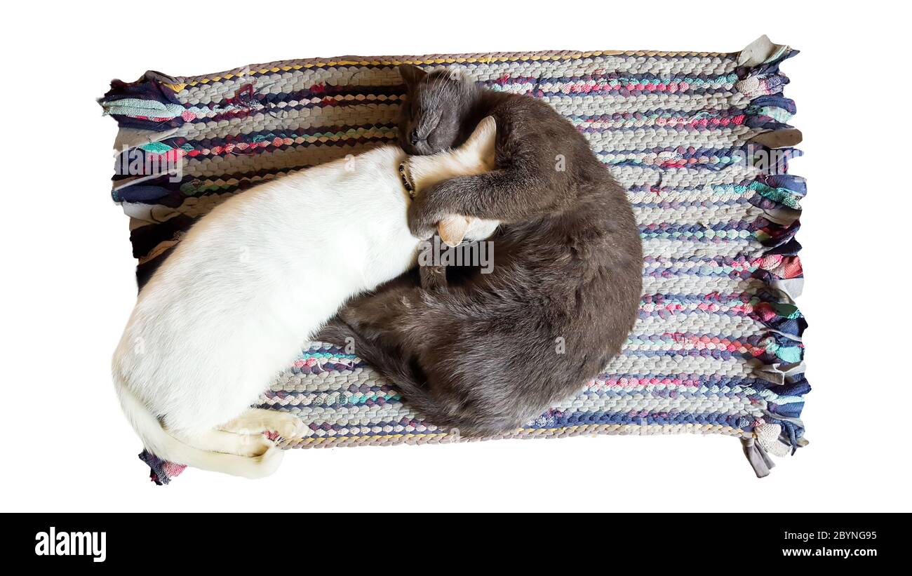 Katze schläft zusammen und legt sich auf den Teppich Stockfoto