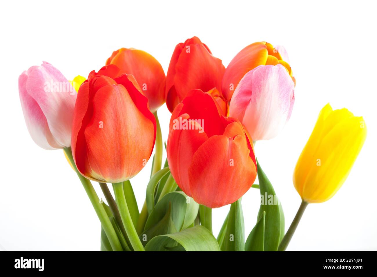 Reihe von Tulpen Stockfoto