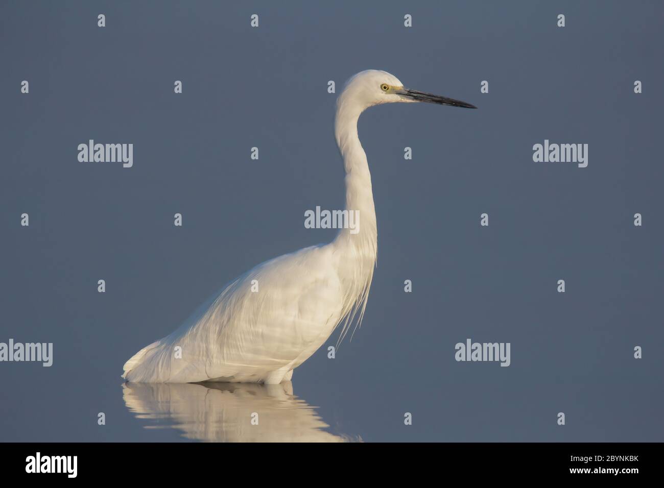 Intermediate Reiher in einem See, Rajasthan, Indien. Stockfoto