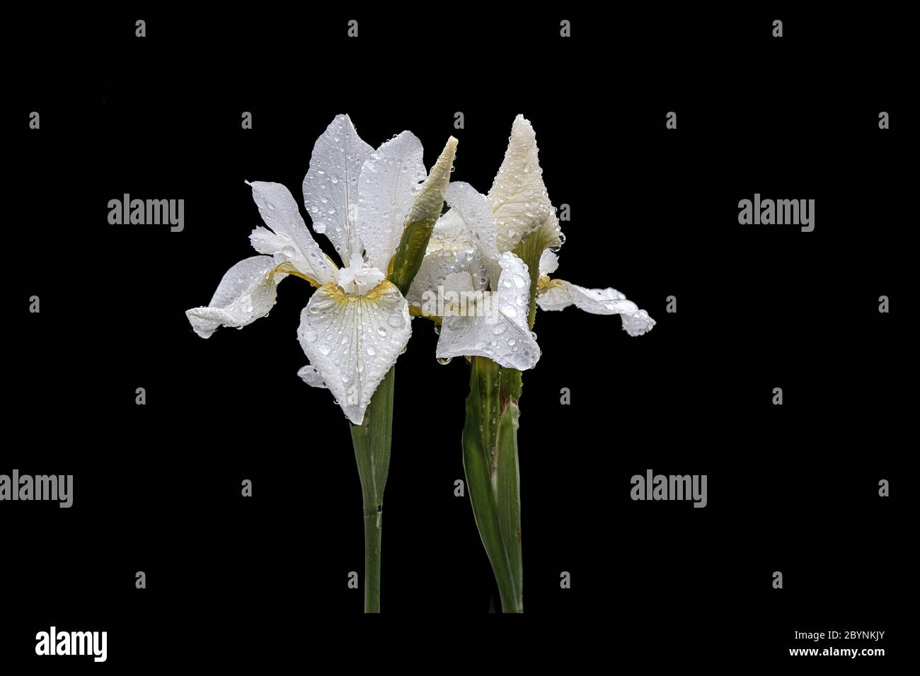 Iris blüht auf schwarzem Hintergrund. Stockfoto