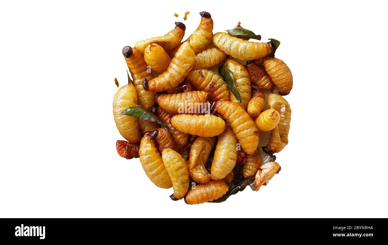 Sago Wurm, Larven aus dem roten Palmwedel isoliert auf weißem Hintergrund mit Clipping Pfad Stockfoto