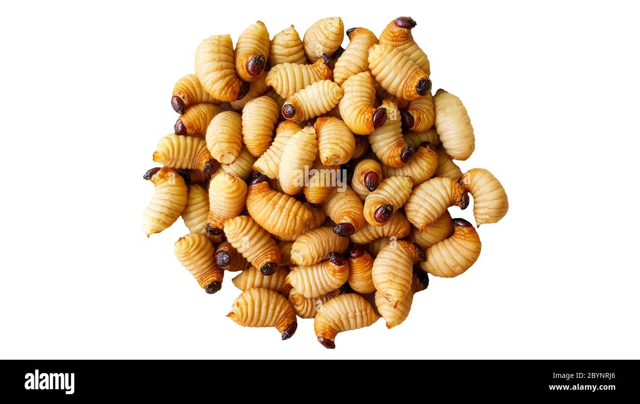 Sago Wurm, Larven aus dem roten Palmwedel isoliert auf weißem Hintergrund mit Clipping Pfad Stockfoto
