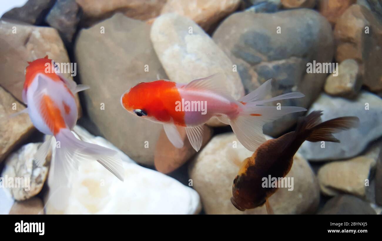Nahaufnahme von Goldfischen im Wasser Stockfoto