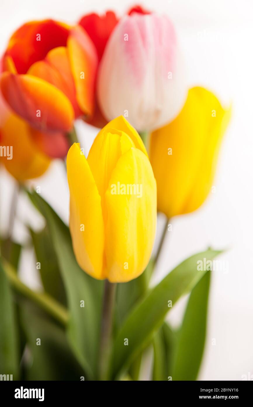 Reihe von Tulpen Stockfoto