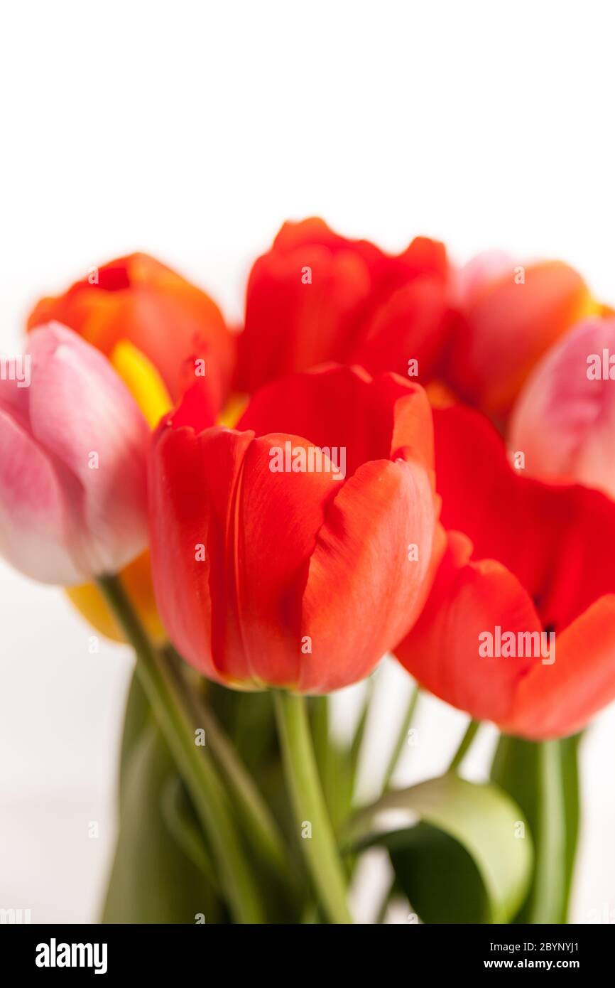 Reihe von Tulpen Stockfoto