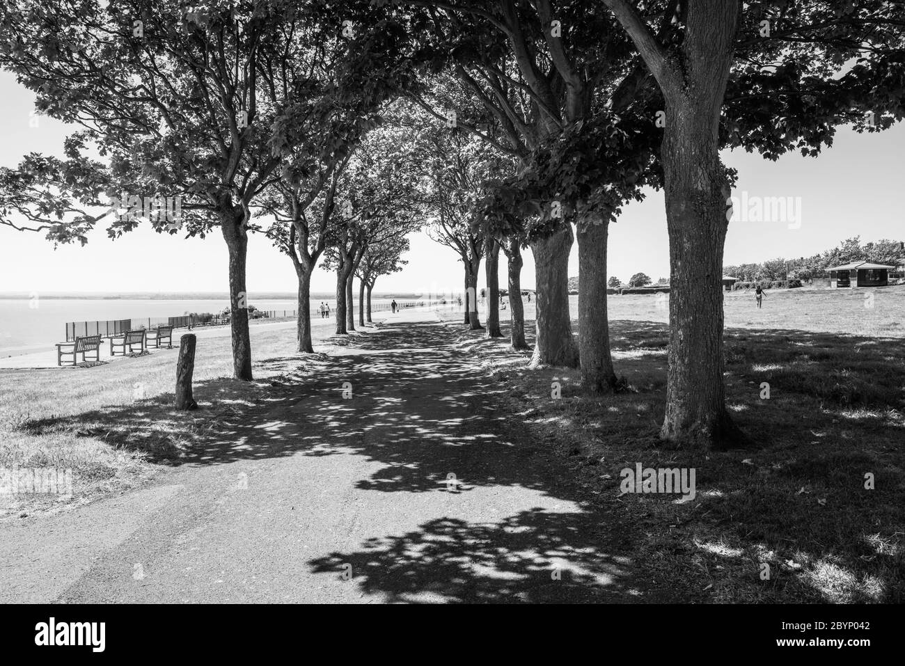 Baumgesäumt Promenade wirft Schatten entlang der Küste in Ramsgate, Kent, Großbritannien an einem hellen Sommertag in monochromen Stockfoto