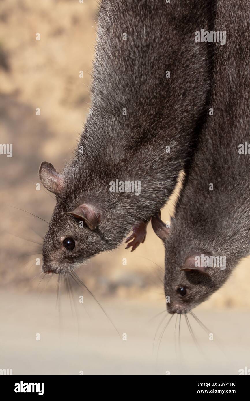 Ratte zu verkaufen, Dimapur, Nagaland, Indien Stockfoto