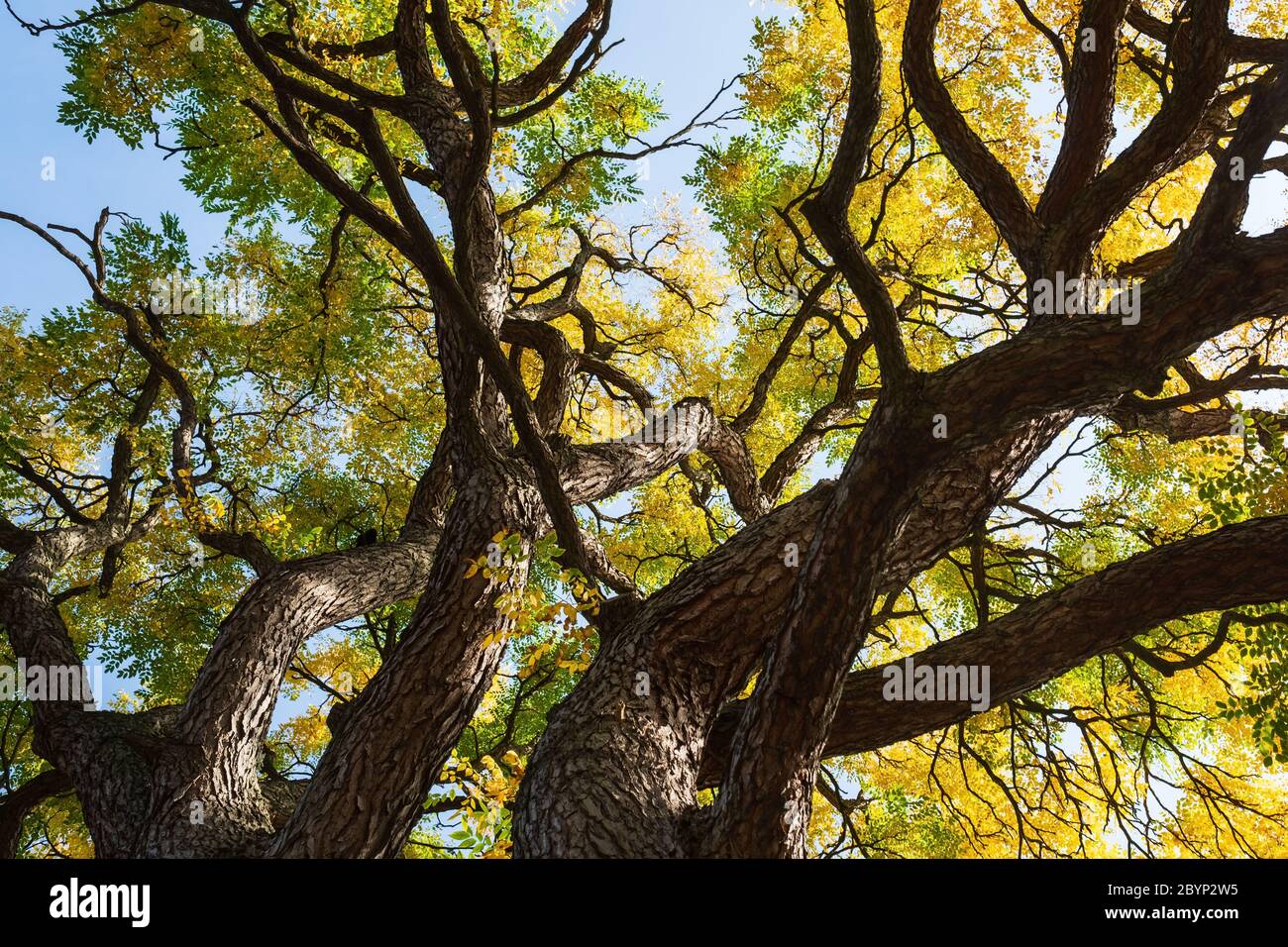 Blätter mit Herbstfarben des Gymnocladus dioicus-Baumes Stockfoto