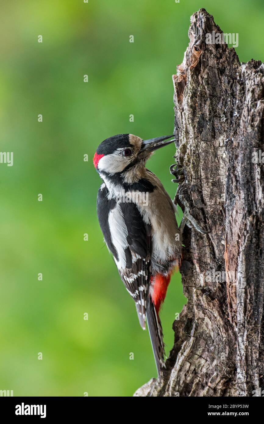Buntspecht / Großspecht (Dendrocopos major) Männchen auf der Nahrungssuche auf Baumstumpf im Wald Stockfoto