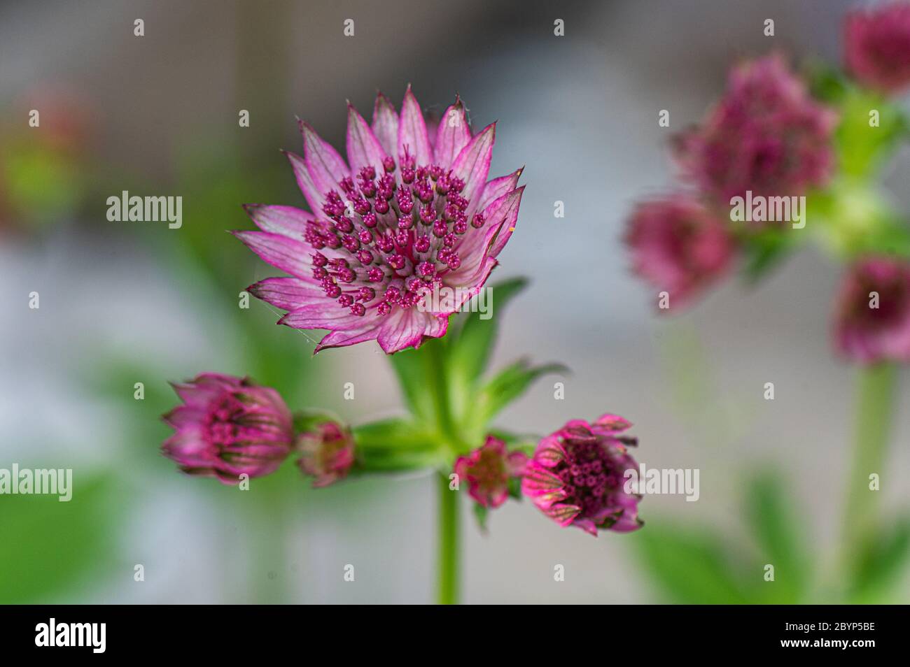 Gartenblumen, Astrantia, Hamburg, Deutschland Stockfoto