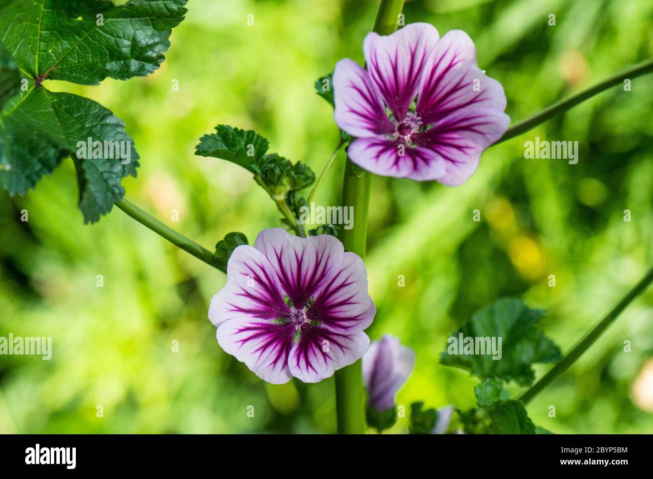 Gartenblumen, Malva, Hamburg, Deutschland Stockfoto